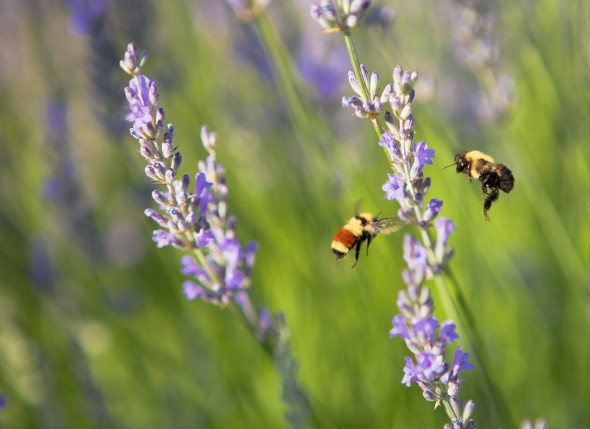 Bees & Lavendar