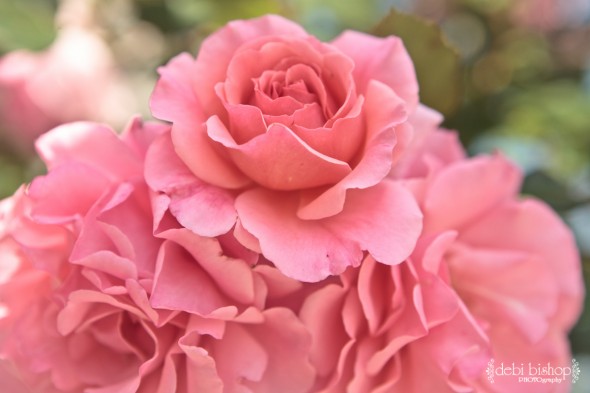 Roses
