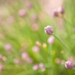 Allium