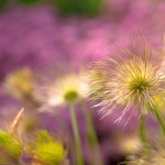 Visit The Demonstration Garden