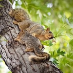 Mamma squirrel and her baby