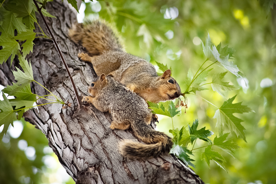 Mamma squirrel and her baby