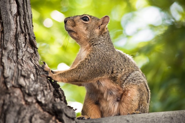 Mamma Squirrel