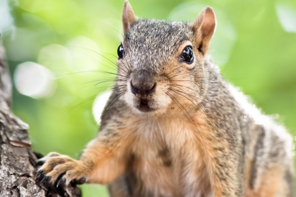 Squirrel