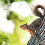 “The squirrel that you kill in jest, dies in earnest.”