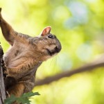 “The squirrel that you kill in jest, dies in earnest.”