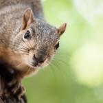 “The squirrel that you kill in jest, dies in earnest.”