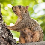 “The squirrel that you kill in jest, dies in earnest.”