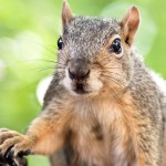 “The squirrel that you kill in jest, dies in earnest.”