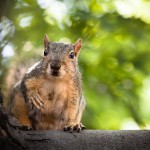 “The squirrel that you kill in jest, dies in earnest.”