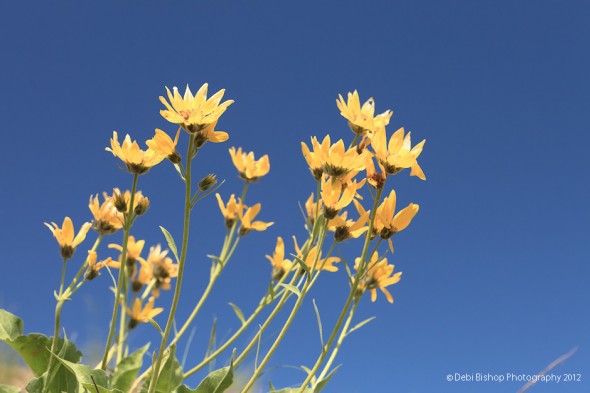 Balsam Root
