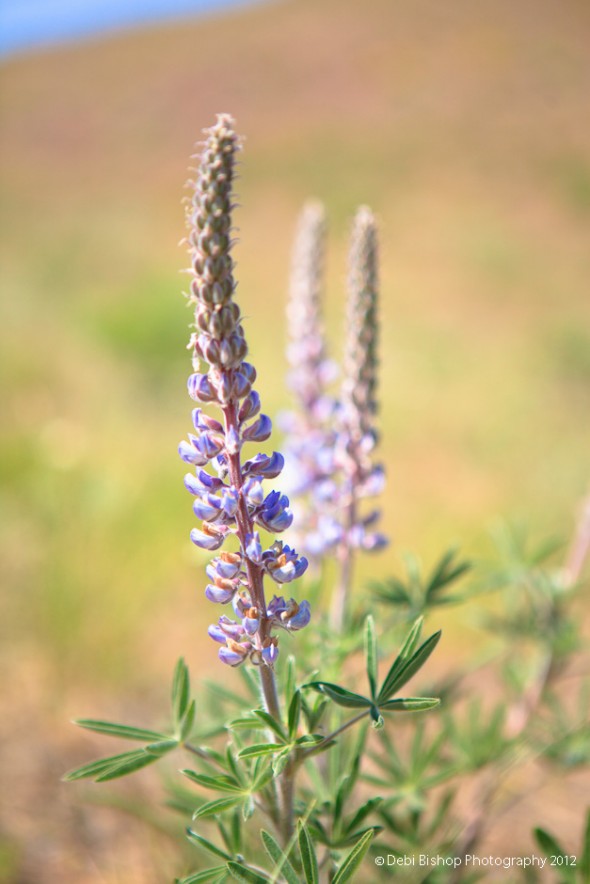 Native Plant Hike - Wallula Gap