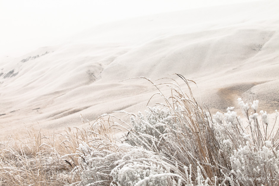 Shrub steppe covered in hoar frost