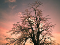 Bare tree in silhouette