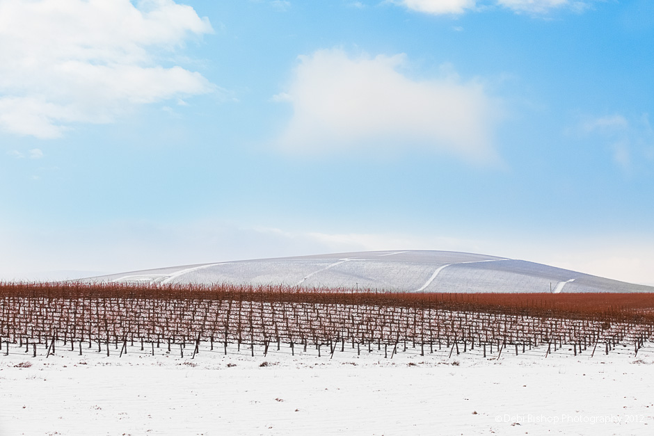 winter in the vineyards