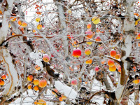 Frozen apples in a Mid-Columbia orchard