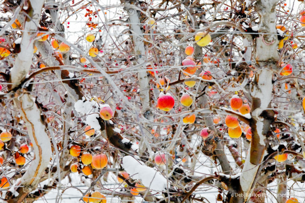 Frozen apples in a Mid-Columbia orchard