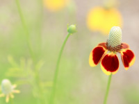 etsy pr-thumb-10×10-demo garden-2494