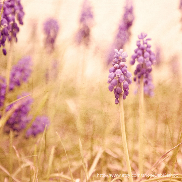 Grape Hyacinth