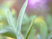 etsy pr-thumb-10×10-sage5619-garden-5619