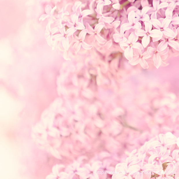 Lilacs