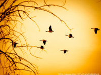 etsy pr-thumb-flying ducks-8×10-IMG_3493