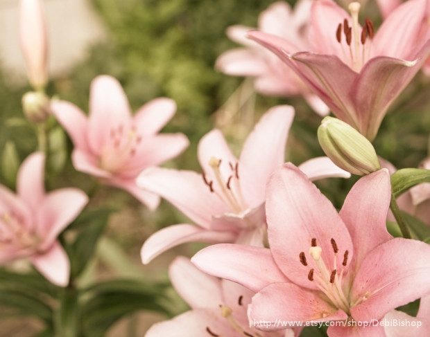 Lilys
