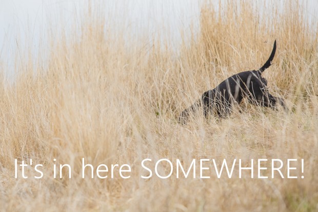 Sand & Sage AKC Hunt Test