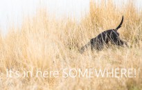 M-Test-sand-and-sage-8622