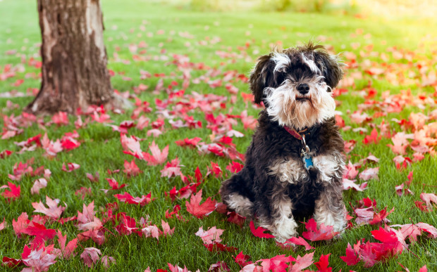 Mini-Schnauzer & Autumn Leaves