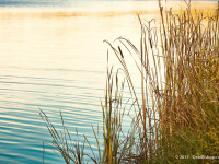 Shoreline Cattails