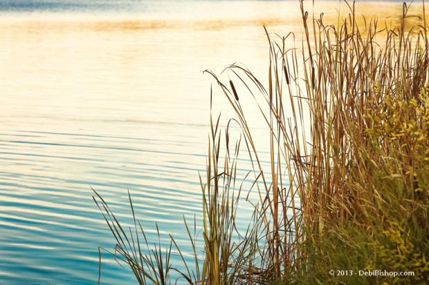 Shoreline Cattails