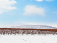 Winter Vineyard