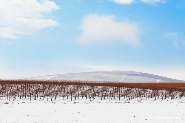 Winter Vineyard