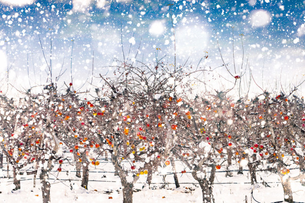 Christmas Apples