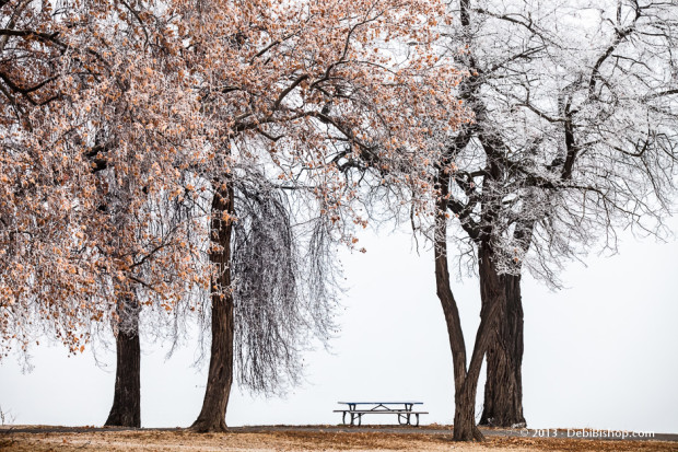 Picnic In January
