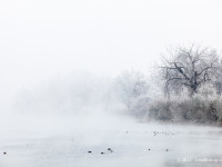 Foggy River Bank – Columbia River