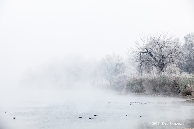 Foggy River Bank - Columbia River