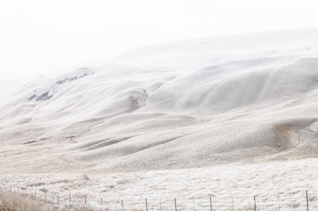 Frosty Fenceline