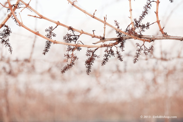 Last Year's Grapes