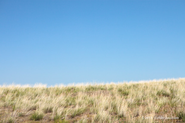 Eastern Washington Grassland