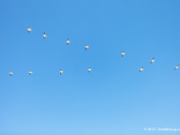 Pelicans