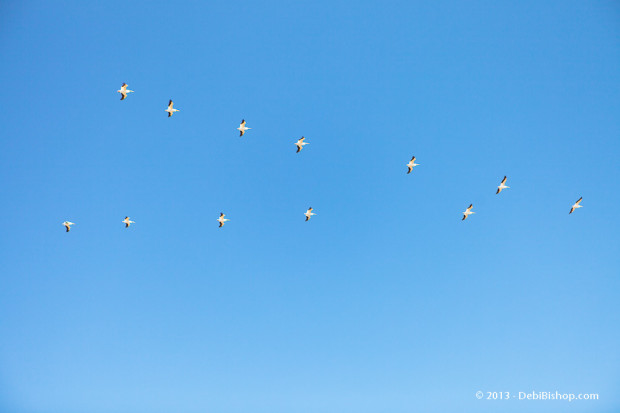 Pelicans