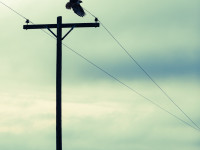 Fly Away