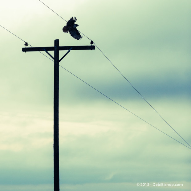 Fly Away