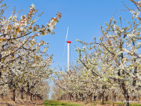 Spring In The Cherry Orchard