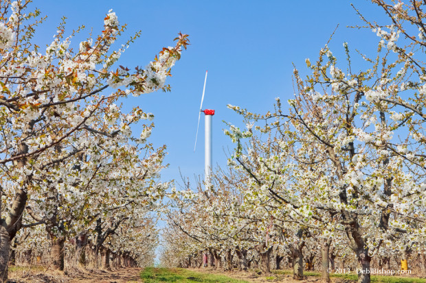 Spring In The Cherry Orchard