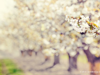 Cherry Blossoms