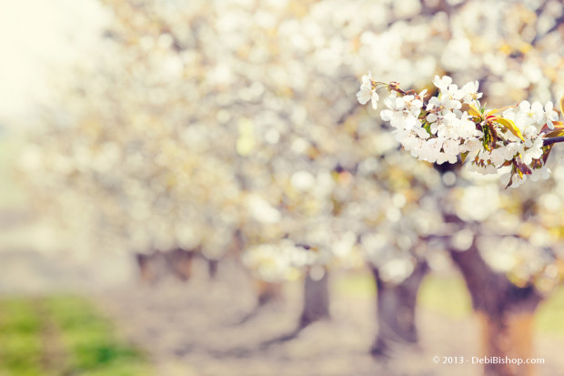Cherry Blossoms