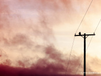 Red Dawn Rising
